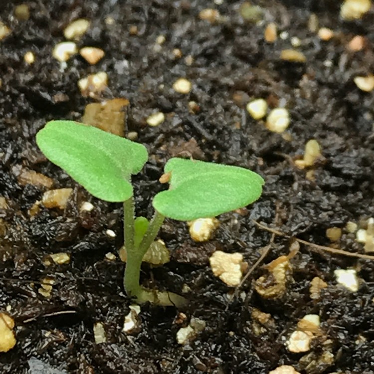 plant image 635389 plant image 635389