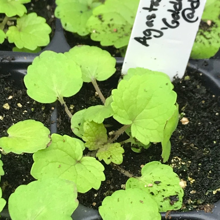 Plant image Agastache rugosa 'Golden Jubilee'