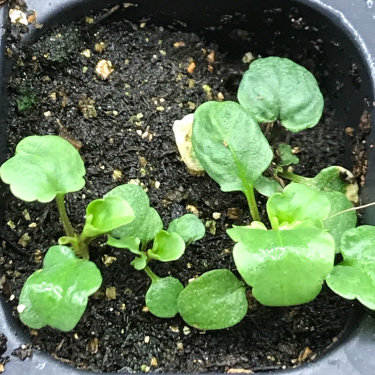 plant image 635409