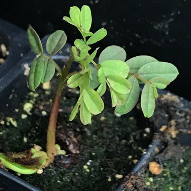 Caesalpinia pulcherrima syn. Caesalpinia lutea