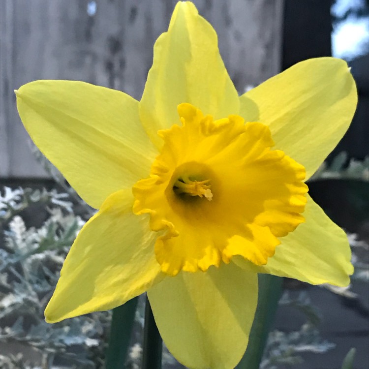 plant image 636466