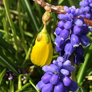 Forsythia x intermedia 'Beatrix Farrand'