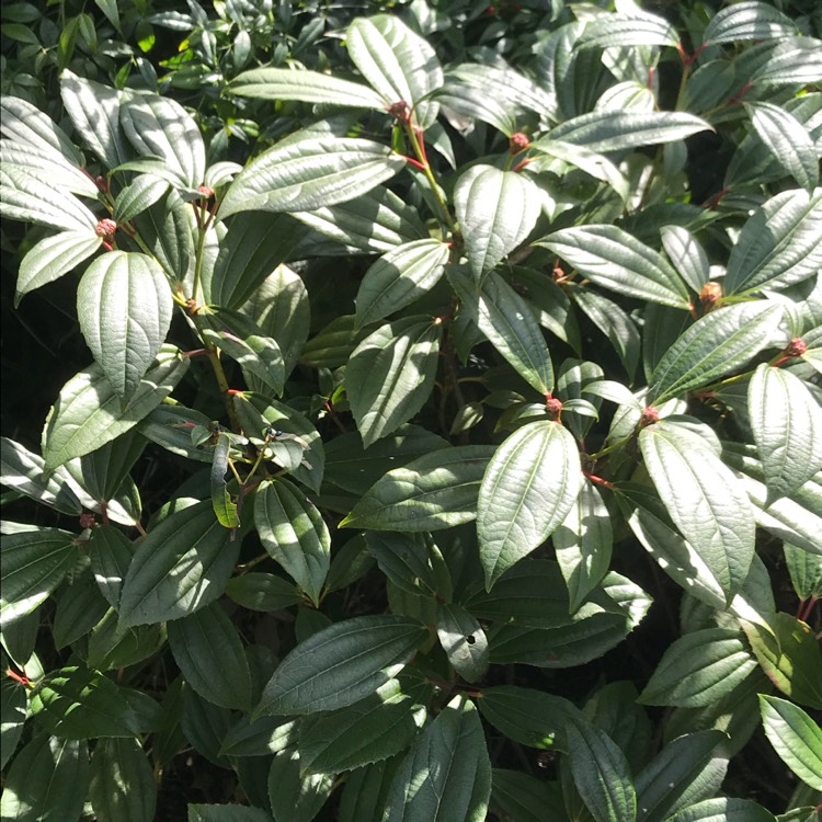 plant image 636692