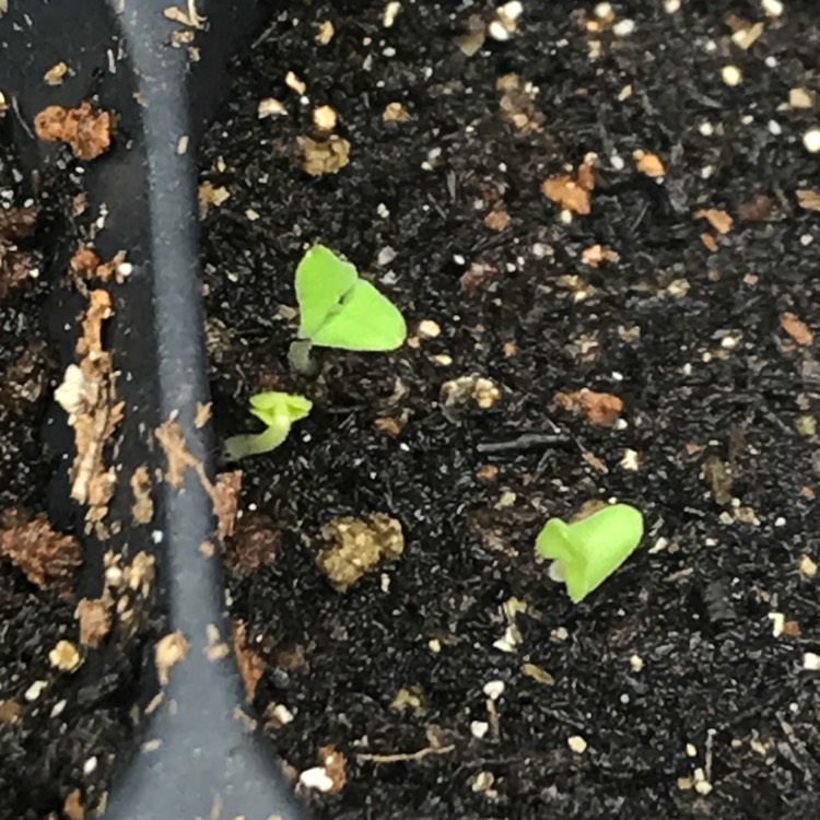 plant image 638425