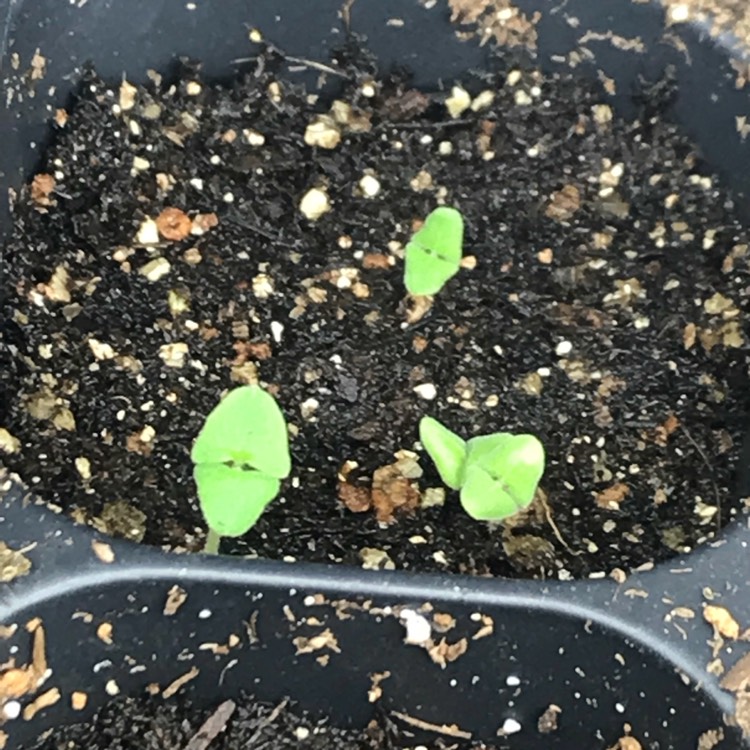 plant image 638454
