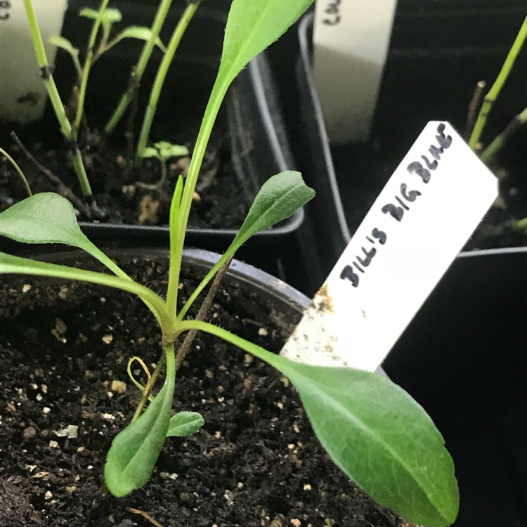 plant image 638883