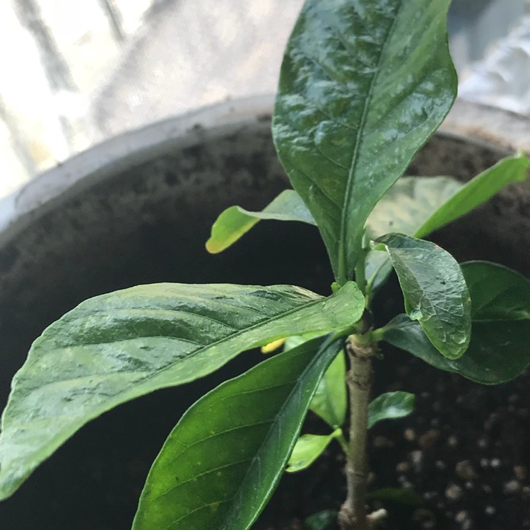 plant image 638913