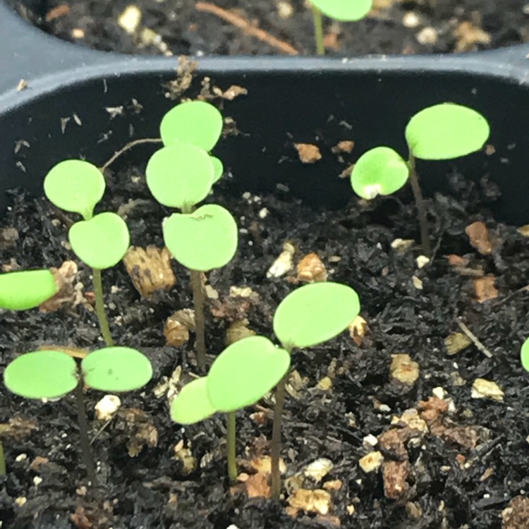 plant image 638921