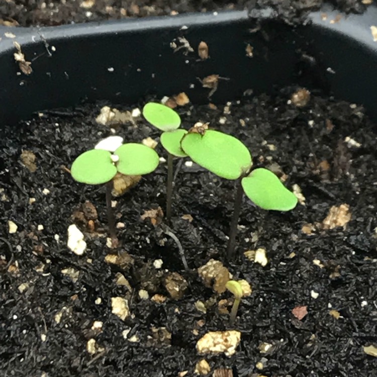 plant image 638935
