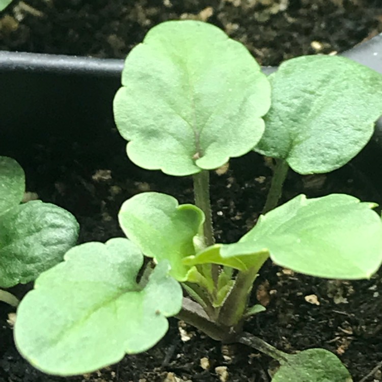 plant image 638996