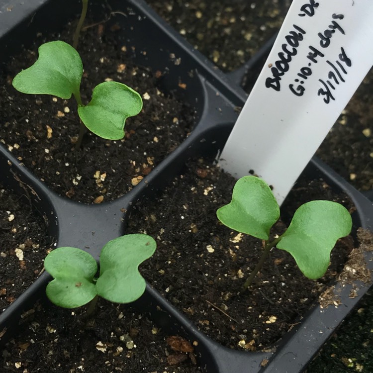 plant image 640870