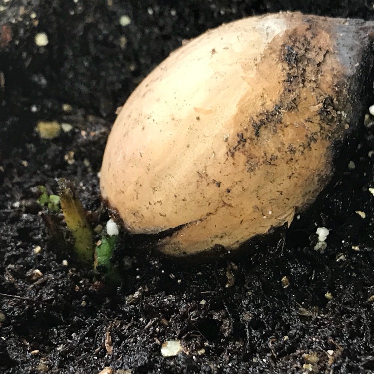 plant image 641256