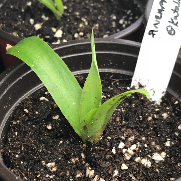 plant image 641257 plant image 641257