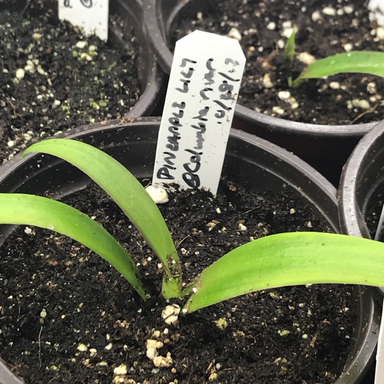 plant image 641258 plant image 641258