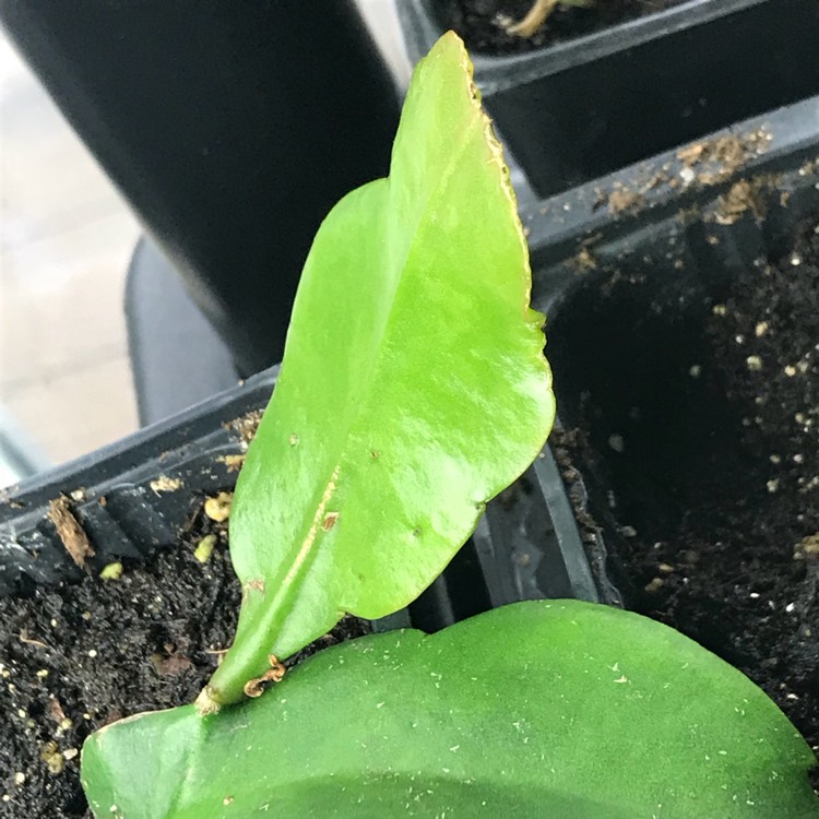 plant image 641260