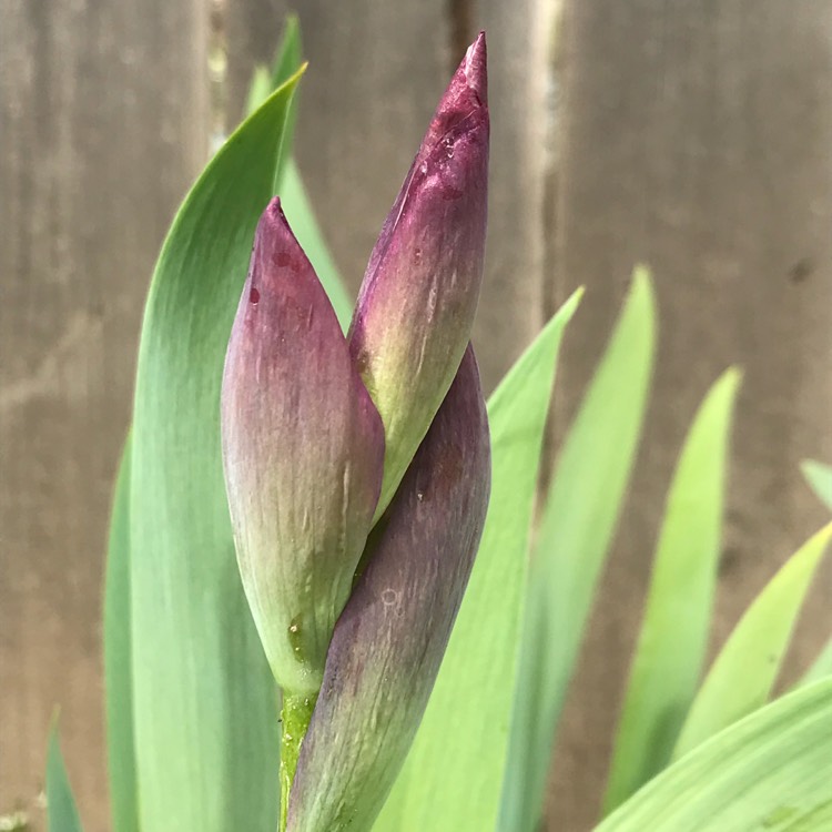 plant image 642123
