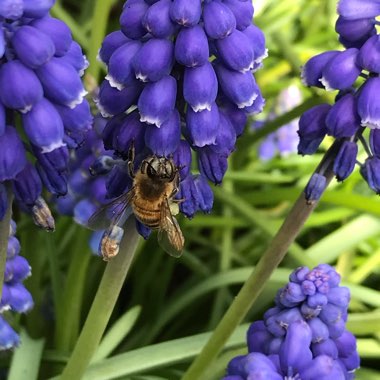Muscari armeniacum