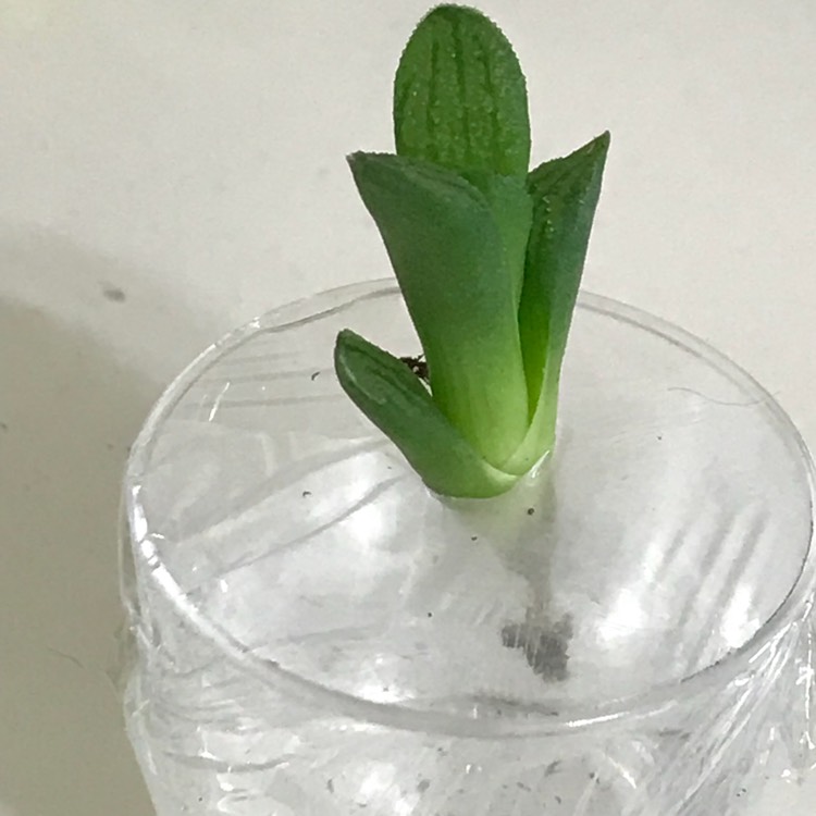 Plant image Haworthia Emelyae
