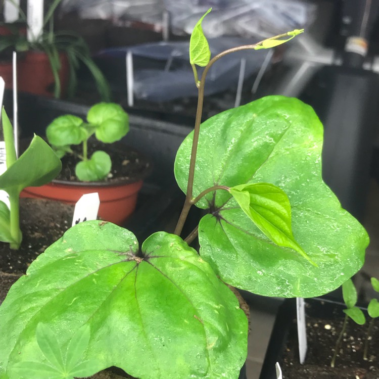 Plant image Ipomoea Alba