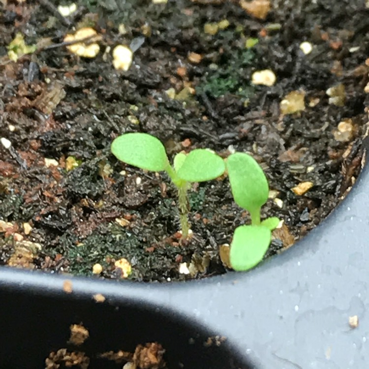 plant image 646010