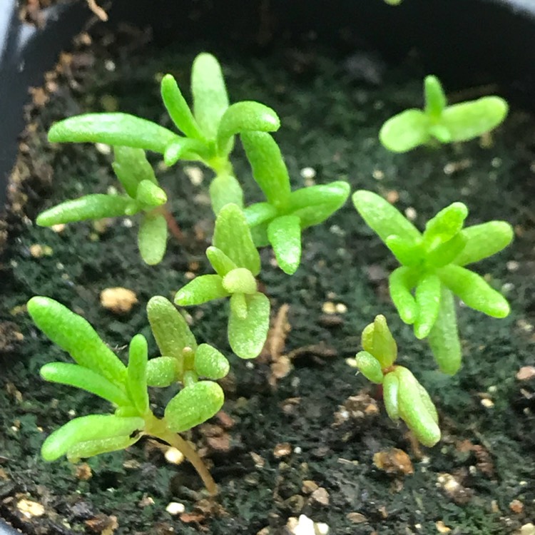 plant image 646025