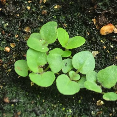 Origanum Vulgare var. Hirtum