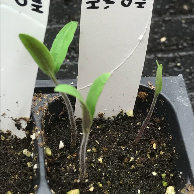 Plant image Solanum Lycopersicum 'Mortgage Lifter'