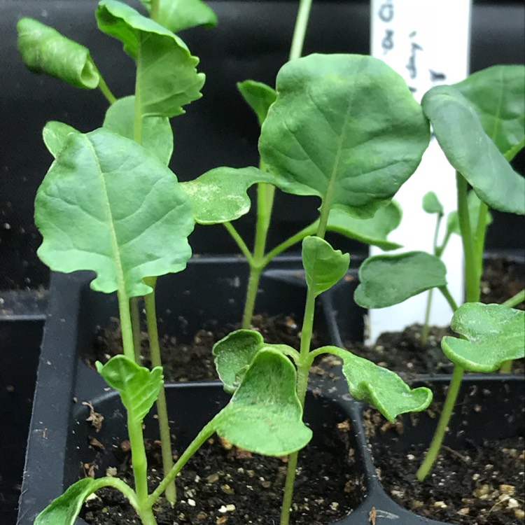 Plant image Brassica oleracea (Italica Group)