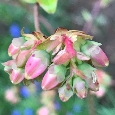 Vaccinium corymbosum 'Chippewa'