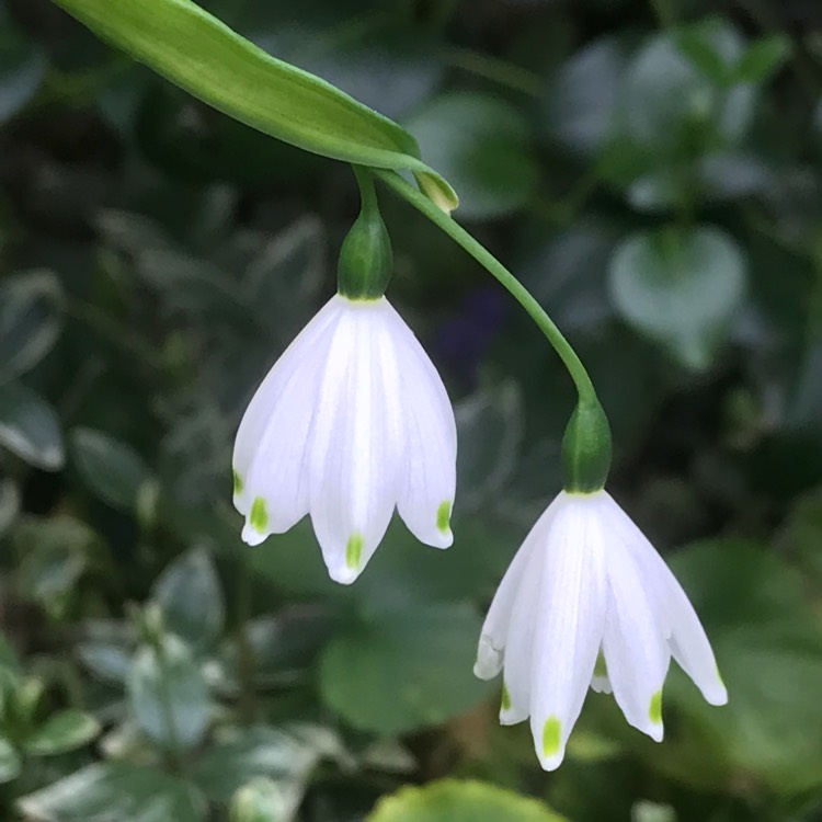 Plant image Leucojum aestivum 'Gravetye Giant'