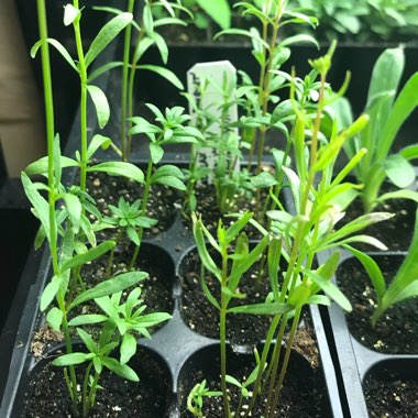 Linaria maroccana 'Fairy Bouquet Group'