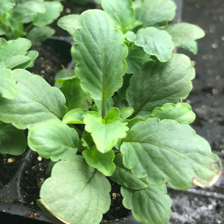 plant image 653567 plant image 653567