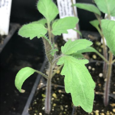 Solanum lycopersicum 'German Johnson'