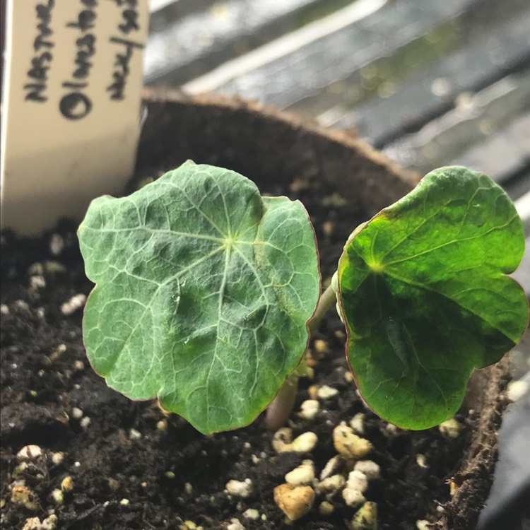 plant image 656354