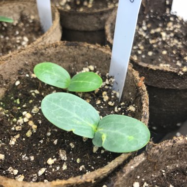 Luffa aegyptiaca