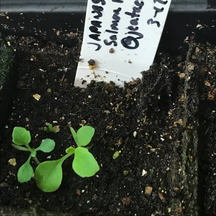 plant image 656389 plant image 656389