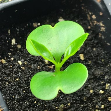 Pandorea jasminoides