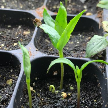 Capsicum annuum