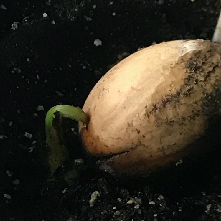 plant image 660960