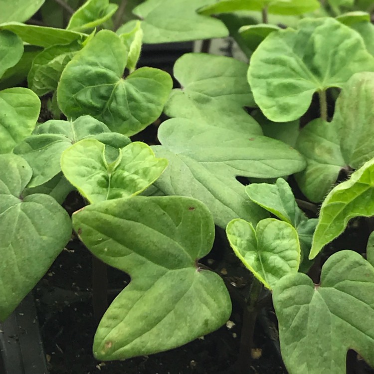 plant image 660974