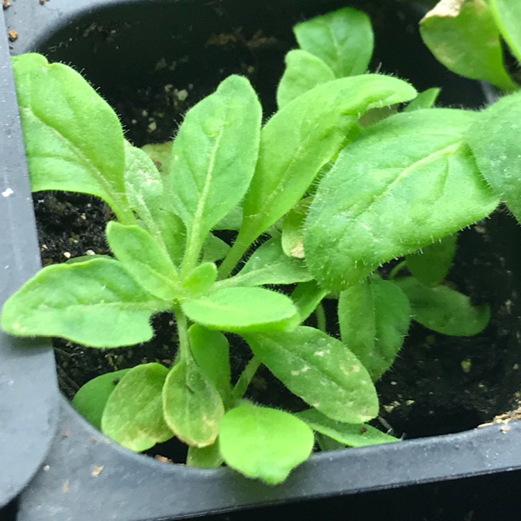 plant image 660976