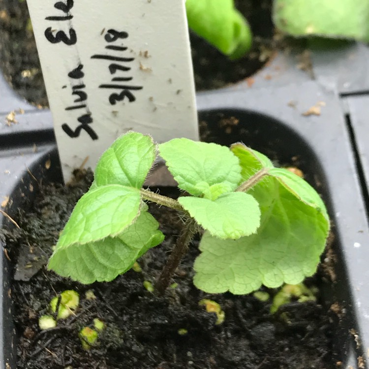 plant image 660999