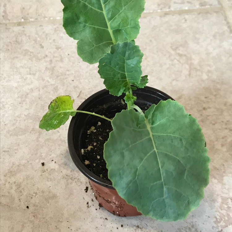 plant image 666058