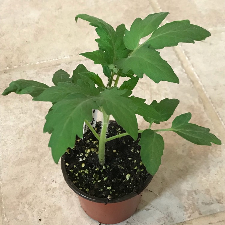 plant image 666071