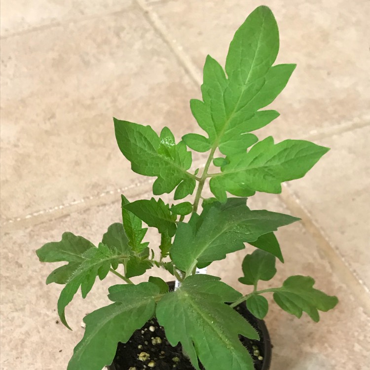 plant image 666174 plant image 666174