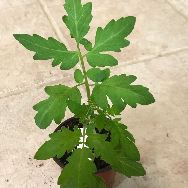 plant image 666182