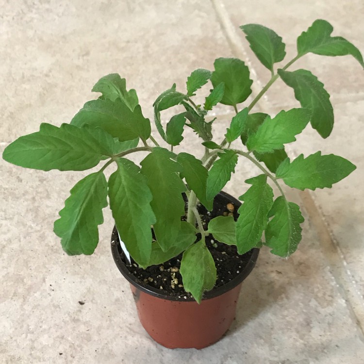 plant image 666184 plant image 666184