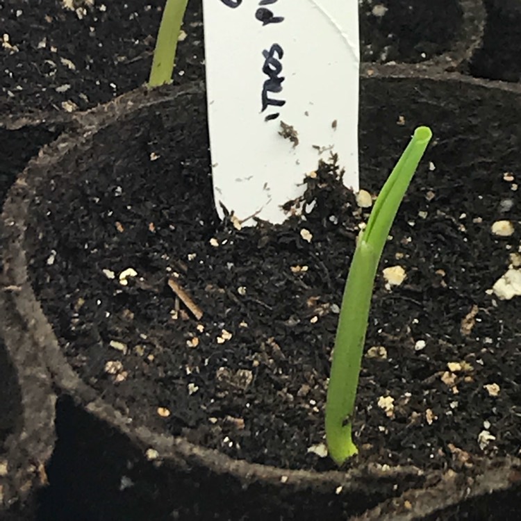 plant image 666188