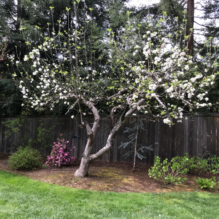 plant image 667271