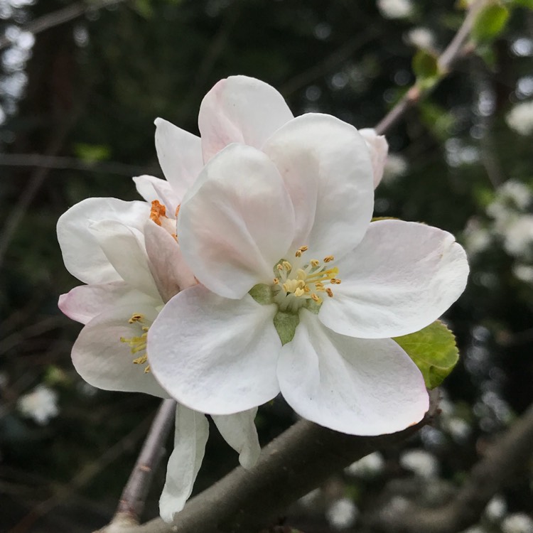 plant image 667274